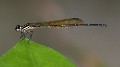 Nososticta solitaria female-2226